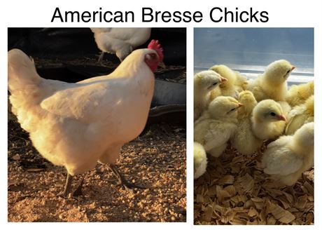 American Bresse Chicks