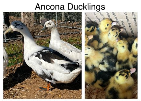 Ancona Ducklings