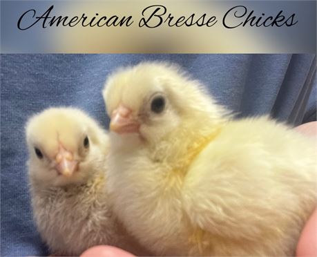 American Bresse Hatching Eggs