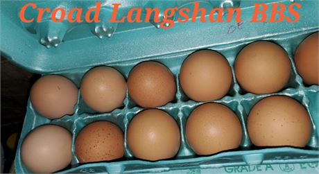 Croad Langshan BBS hatching eggs