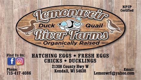 10++ Organically raised Welsh Harlequin Hatching Eggs