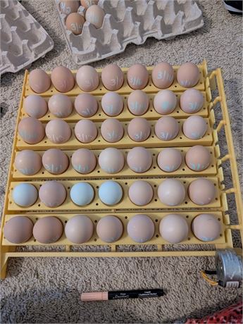 Backyard Mix Eggs