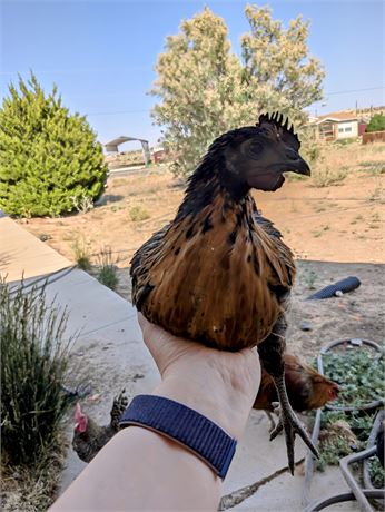 10 Week Old Cockerel