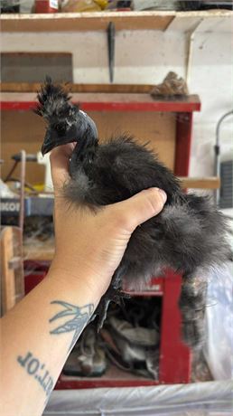 Black Silkie Naked Neck Cockerel