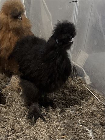 Black Silkie Cockerel