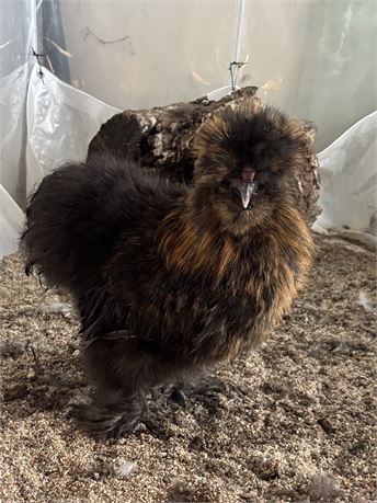 Black with red leakage silkie cockerel