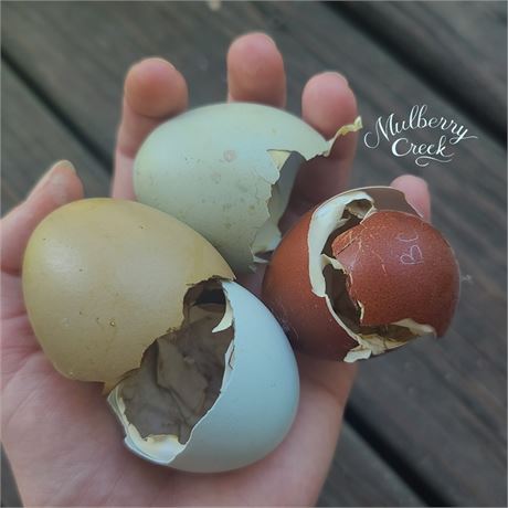 Rainbow Spectrum Hatching Egg Mix