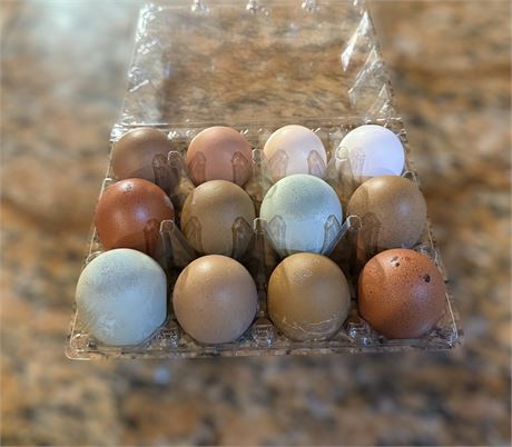 10+2 Hen’s Choice Hatching Eggs MultiGen, OE, Polish, Cemani, EE